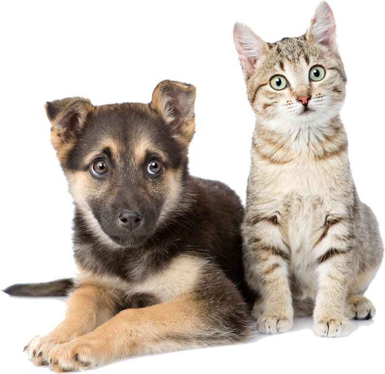 子犬と子猫
