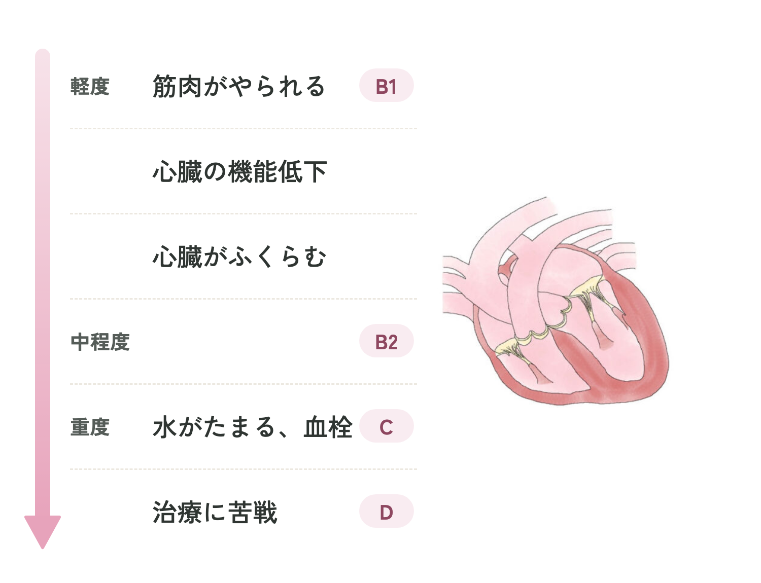 猫の心筋症の進み方とステージ