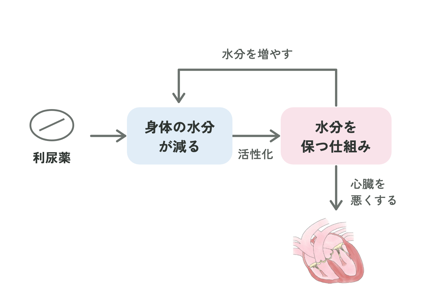 利尿薬で身体の水分が減ると、水分を保つ仕組みが働き、心臓を悪くすることがある