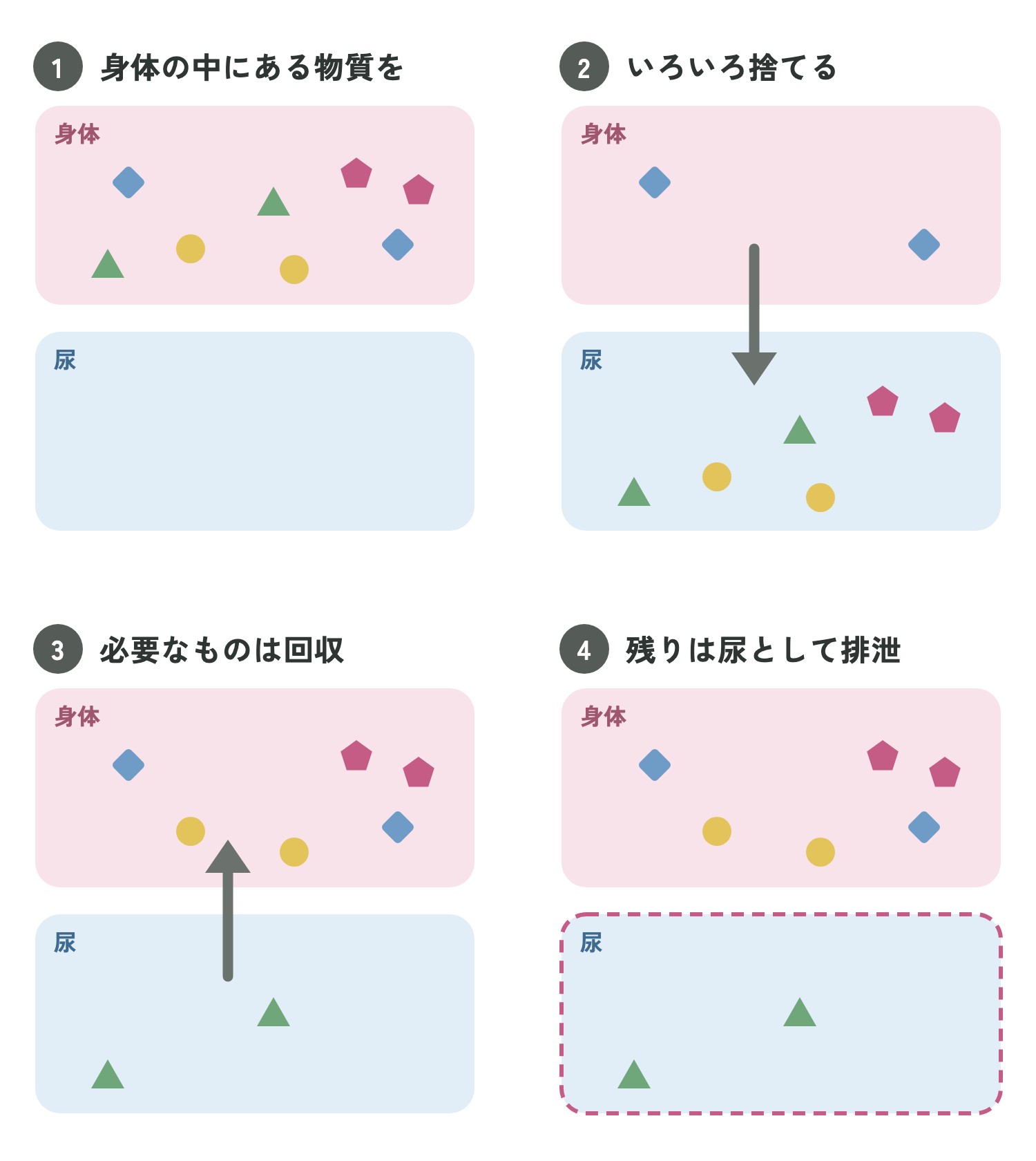 腎臓で尿ができるしくみ：いろいろ捨ててから、必要なものを回収し、残りを尿にする