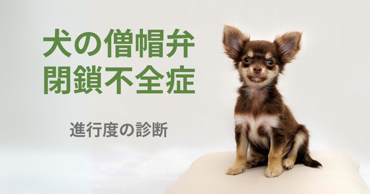 犬の僧帽弁閉鎖不全症の進行度の診断