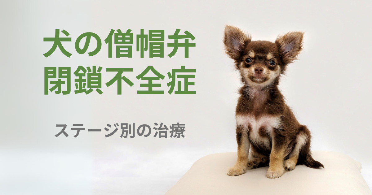 犬の僧帽弁閉鎖不全症のステージ別の治療